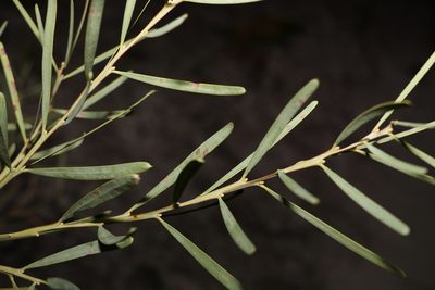 Acacia suaveolens, photographed by Greg Tasney