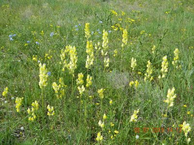 Linaria macroura, photographed by Galyna Mykytynets