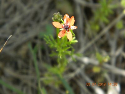 Adonis aestivalis, photographed by Galyna Mykytynets
