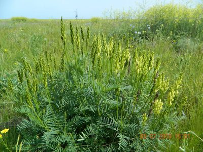 Astragalus asper, photographed by Galyna Mykytynets