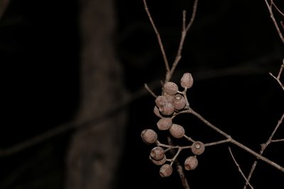 Corymbia intermedia, photographed by Greg Tasney