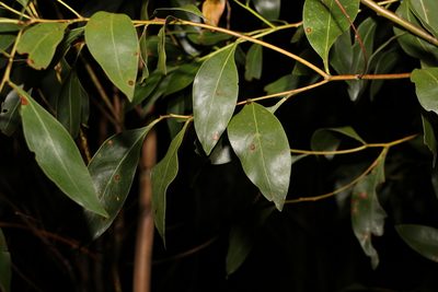 Acacia penninervis, photographed by Greg Tasney