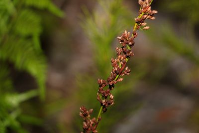 Baloskion tetraphyllum, photographed by Greg Tasney
