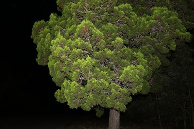 Callitris columellaris, photographed by Greg Tasney