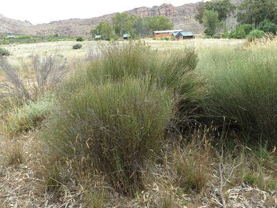 Willdenowia incurvata, photographed by Tony Rebelo
