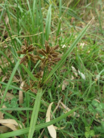 Cyperus nitidus, photographed by Tony Rebelo