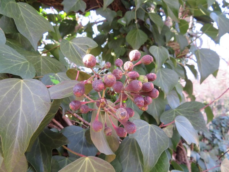 Hedera rhombea, photographed by Marco Mussita