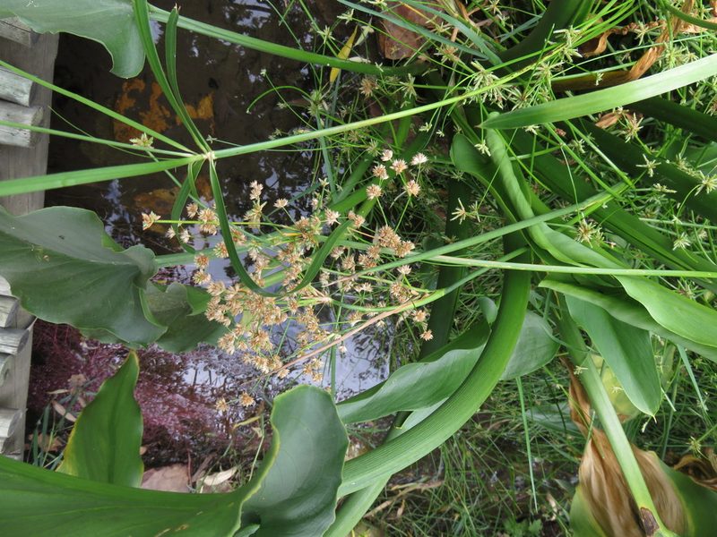 Juncus oxycarpus, photographed by Tony Rebelo