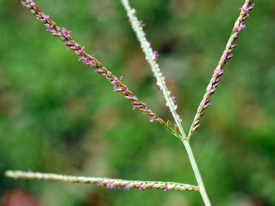 Digitaria violascens