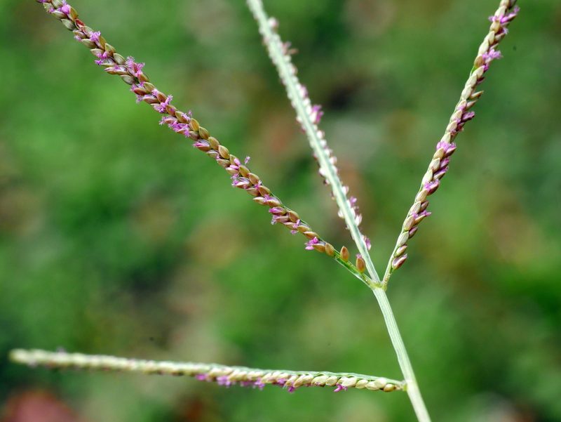 Digitaria violascens, photographed by Jacy Chen