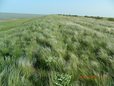 Stipa lessingiana, photographed by Galyna Mykytynets