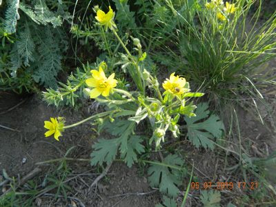 Ranunculus oxyspermus, photographed by Galyna Mykytynets