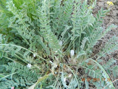 Astragalus dolichophyllus, photographed by Galyna Mykytynets