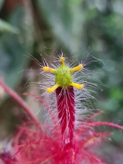 Columnea minor, photographed by Michael Bakker Paiva