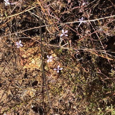 Prismatocarpus diffusus, photographed by Tony Rebelo