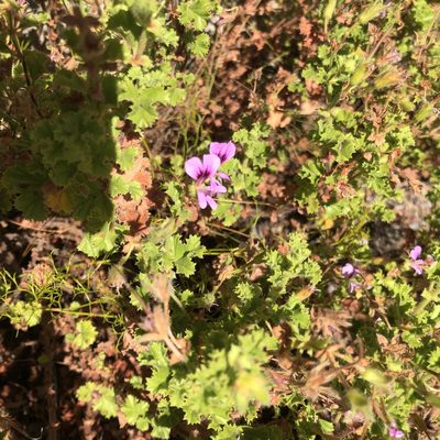 Pelargonium englerianum, photographed by Tony Rebelo