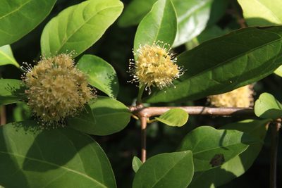 Pisonia aculeata, photographed by Brian Oakes Haiti Hunter