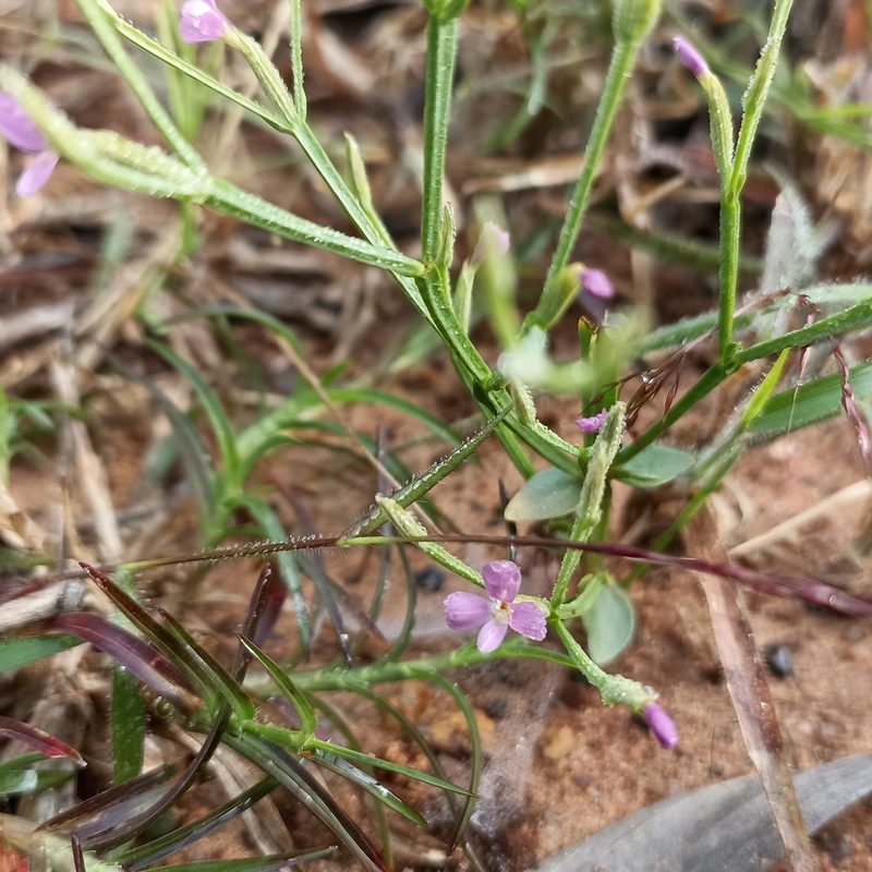 Canscora heteroclita, photographed by Paulmathi Vinod