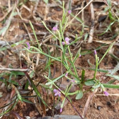 Canscora heteroclita, photographed by Paulmathi Vinod
