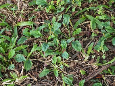 Plantago asiatica, photographed by 葉子