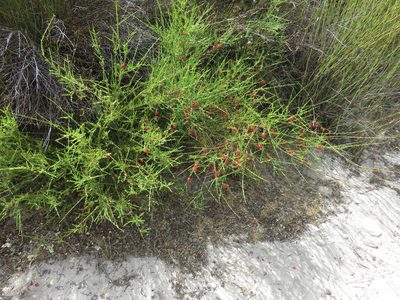 Muraltia spinosa, photographed by Tony Rebelo