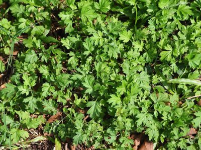 Artemisia indica, photographed by 葉子