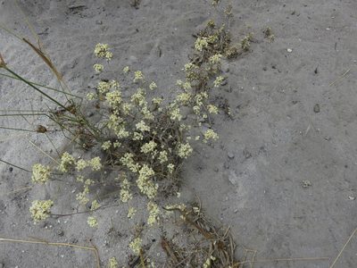 Helichrysum indicum, photographed by Tony Rebelo