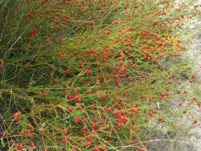 Muraltia spinosa, photographed by Tony Rebelo
