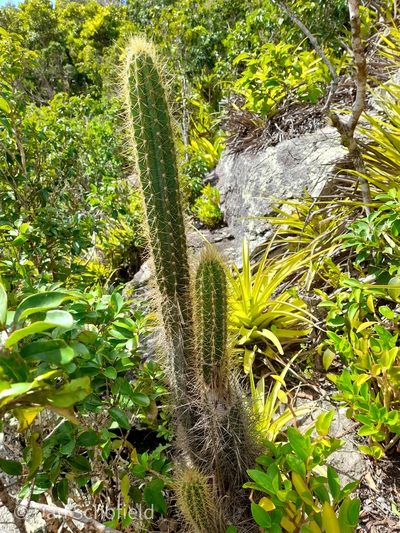 Pilosocereus curtisii, photographed by Dan Schofield