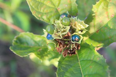 Ovieda spinosa, photographed by Brian Oakes Haiti Hunter