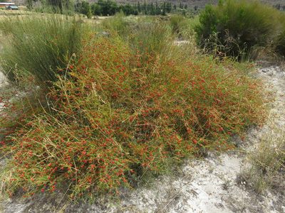 Muraltia spinosa, photographed by Tony Rebelo