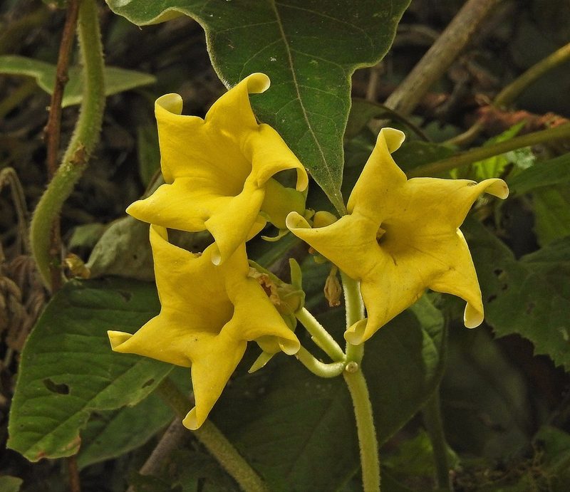 Philibertia speciosa, photographed by Hugo Hulsberg