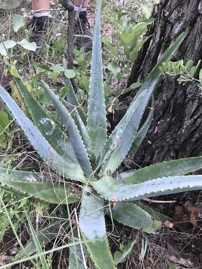 Aloe littoralis, photographed by rosshawkins