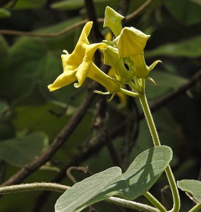 Philibertia speciosa, photographed by Hugo Hulsberg