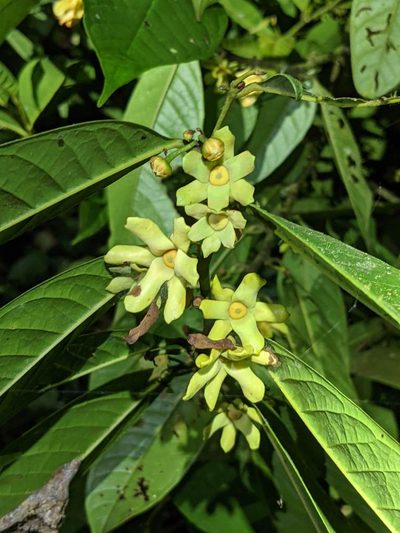 Guatteria amplifolia, photographed by Trevor Van Loon