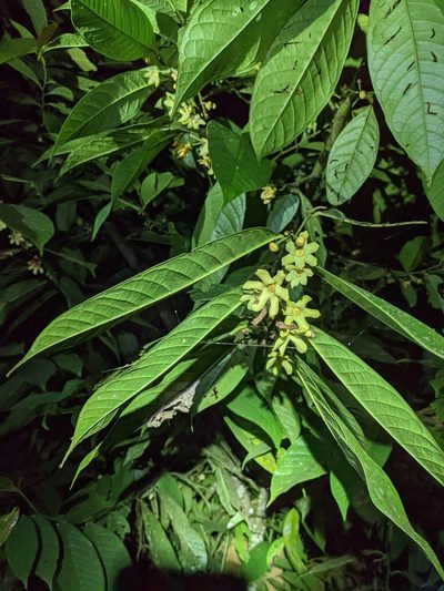Guatteria amplifolia, photographed by Trevor Van Loon
