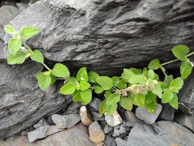 Leucas chinensis, photographed by Manis Lin