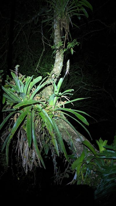 Aechmea angustifolia, photographed by Trevor Van Loon