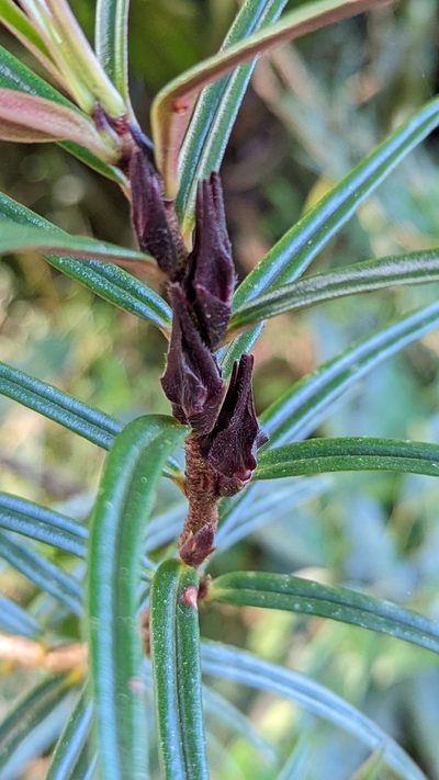 Columnea linearis, photographed by Trevor Van Loon