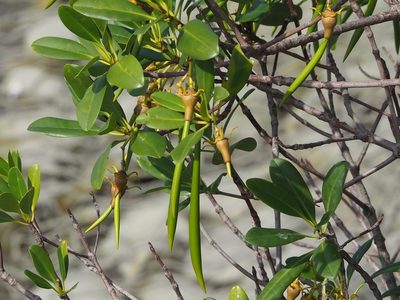 Kandelia obovata, photographed by 葉子