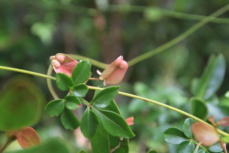 Serjania polyphylla, photographed by Brian Oakes Haiti Hunter