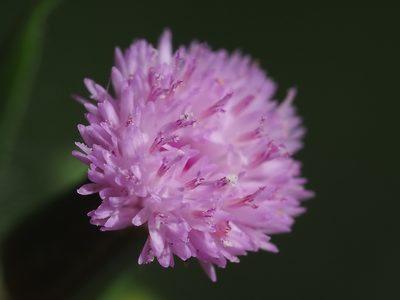 Emilia javanica, photographed by 葉子