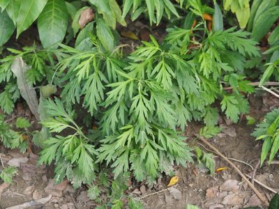 Artemisia indica, photographed by 葉子