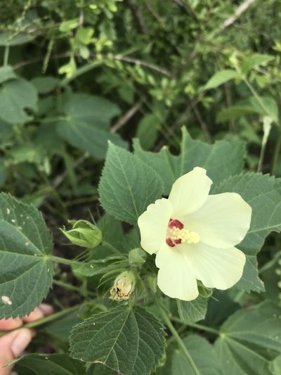Hibiscus rhabdotospermus, photographed by rosshawkins