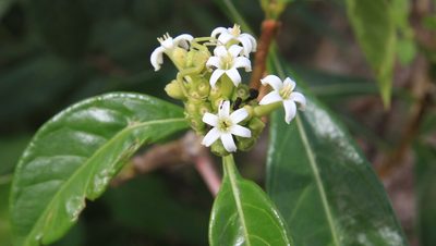 Morinda royoc, photographed by Brian Oakes Haiti Hunter