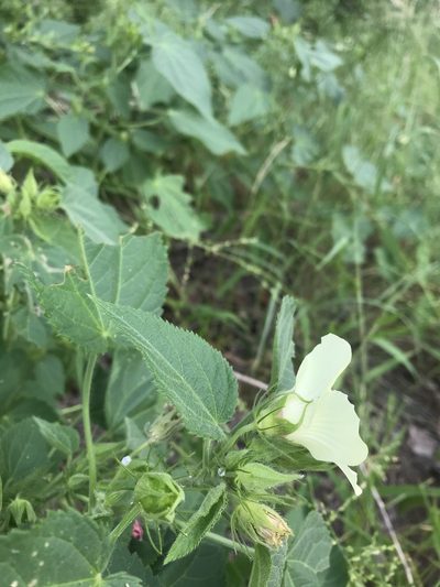 Hibiscus rhabdotospermus, photographed by rosshawkins