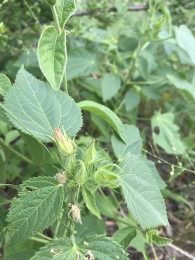 Hibiscus rhabdotospermus, photographed by rosshawkins