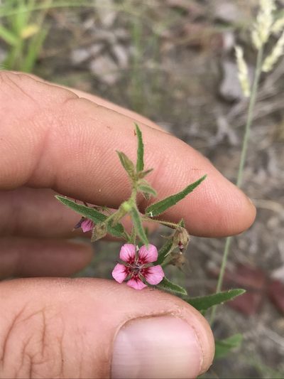Hermannia glanduligera, photographed by rosshawkins