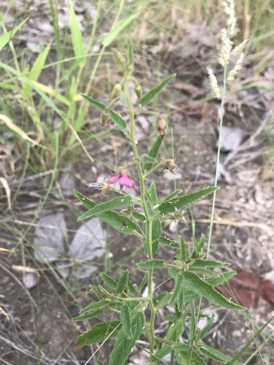 Hermannia glanduligera, photographed by rosshawkins