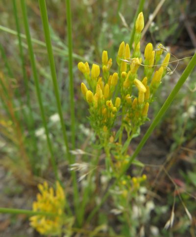 Sebaea aurea, photographed by Tony Rebelo